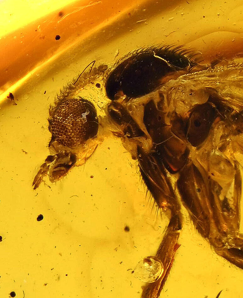Super Detailed Keroplatidae (Predatory Gnat), Fossil Inclusion in Baltic Amber