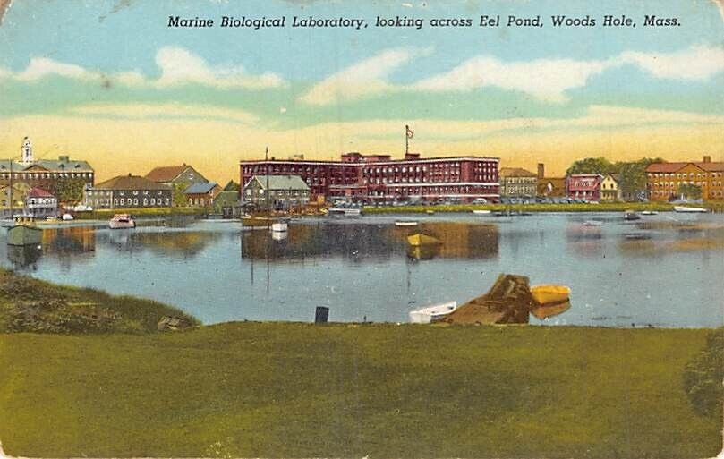Postcard MA: Marine Laboratory, Woods Hole, Massachusetts, DB, Vintage 1910\'s
