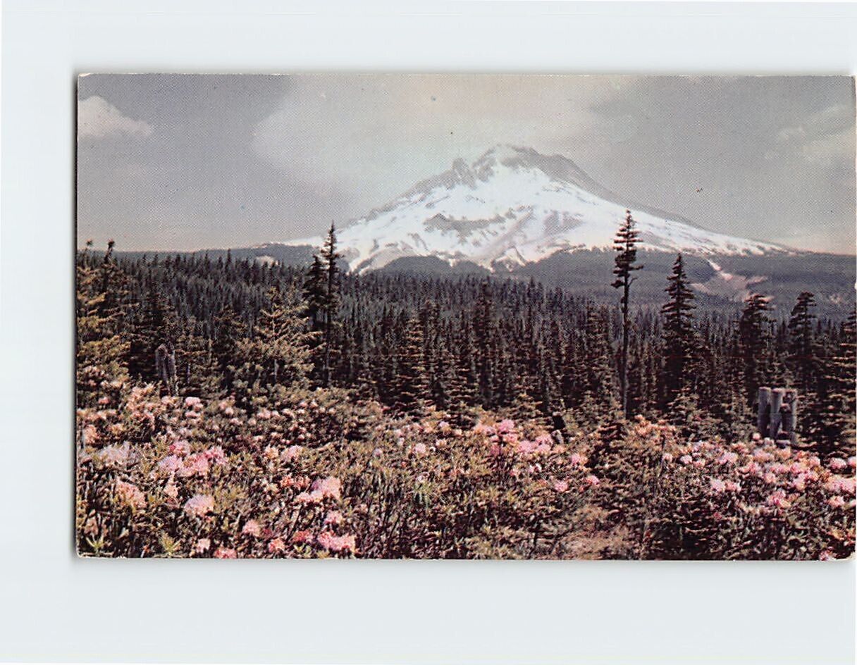 Postcard Rhododendron Time at Mt. Hood, Oregon