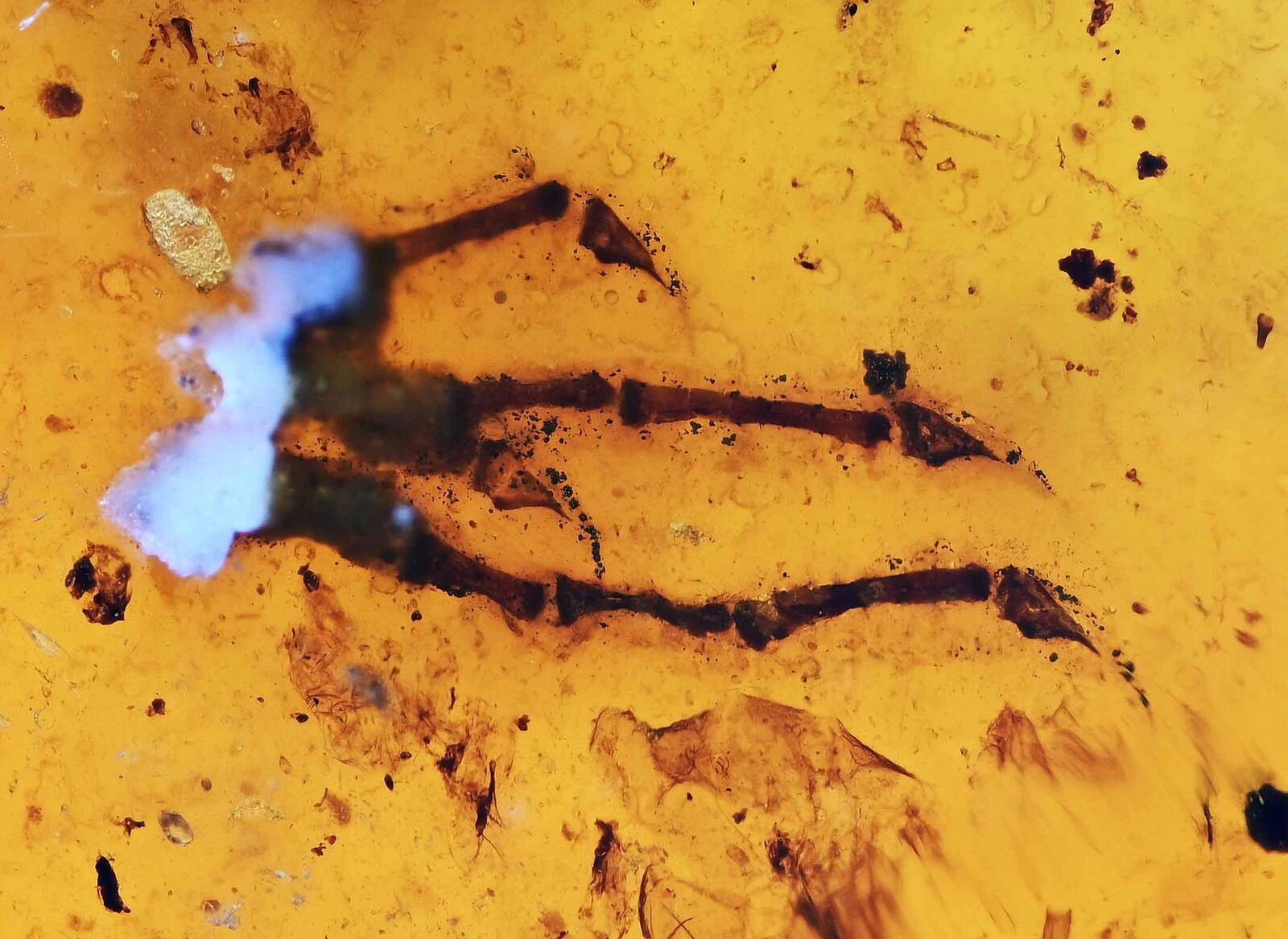 Rare Lizard Claw/Foot, Fossil Inclusion in Burmese Amber