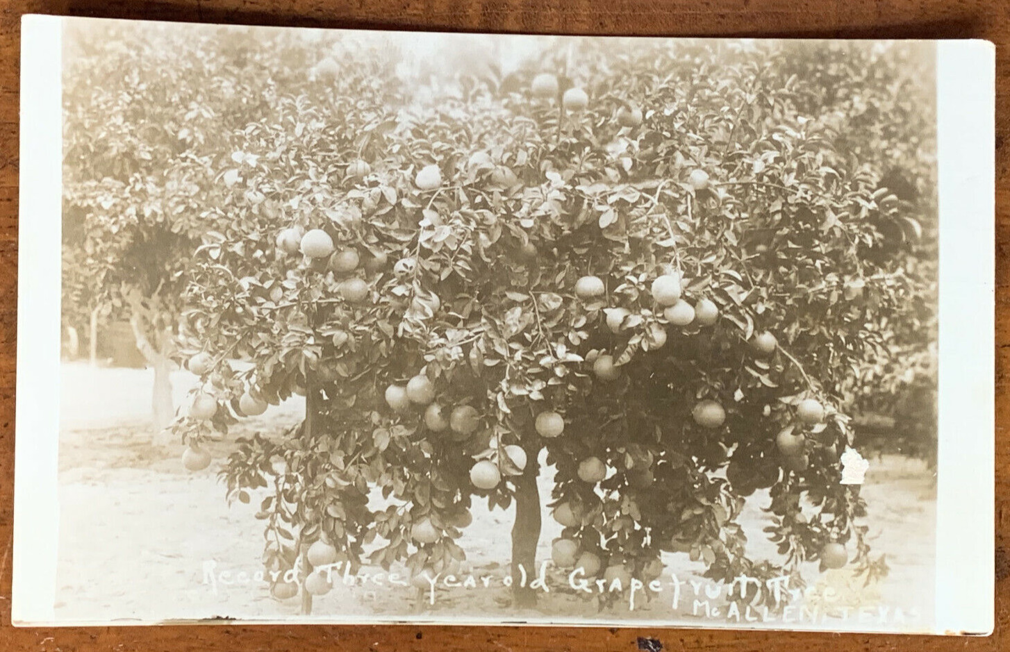 Texas TX, McAllen RPPC, Record 3 Year Old Grapefruit Tree, 1910 Photo Postcard
