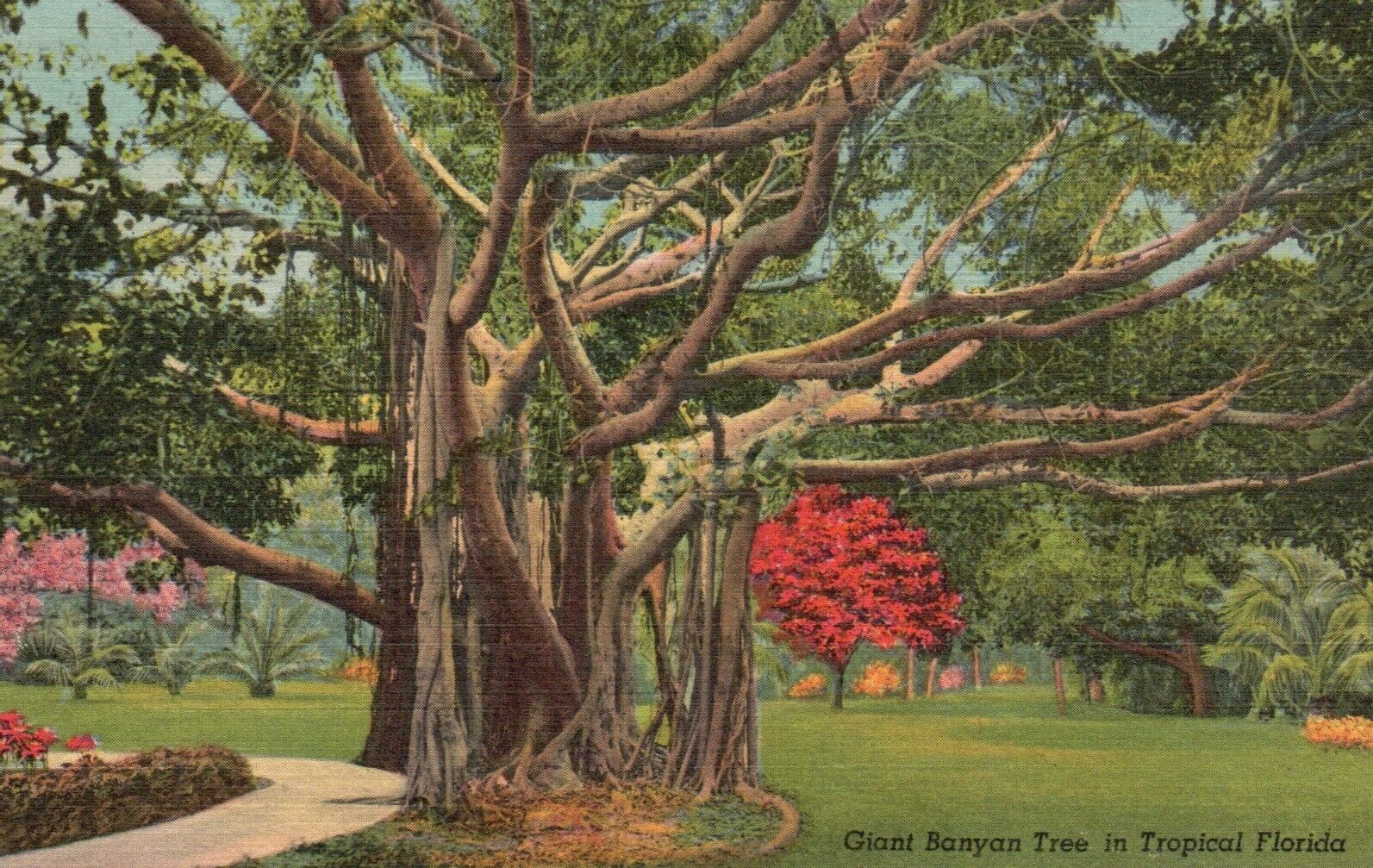 Postcard FL Giant Banyan Tree in Tropical Florida 1942 Linen Vintage PC e9993