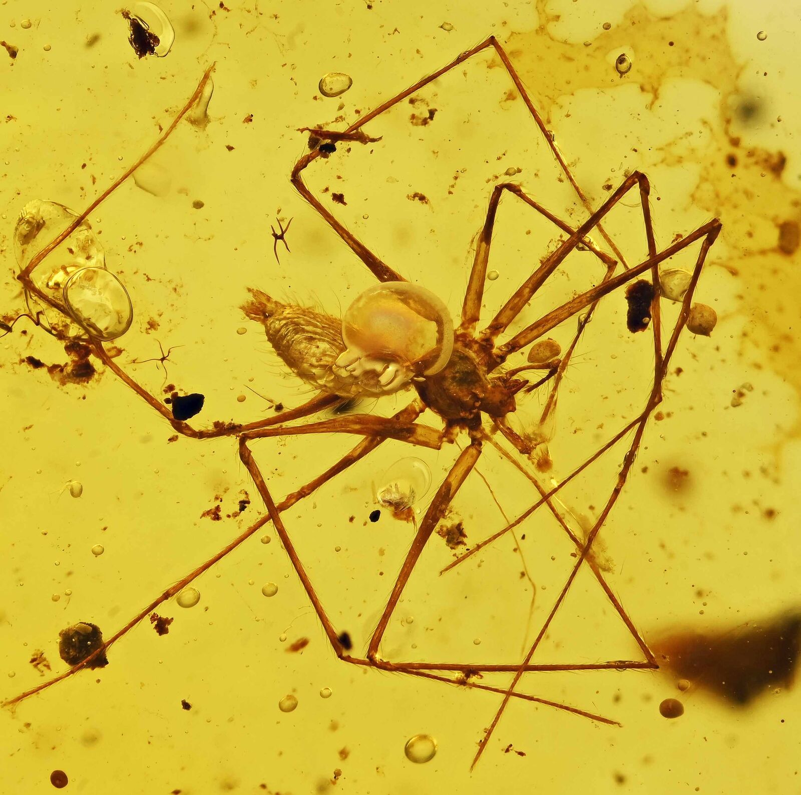 Unusual Araneae: Araneida (Spider), Fossil Inclusion in Burmese Amber
