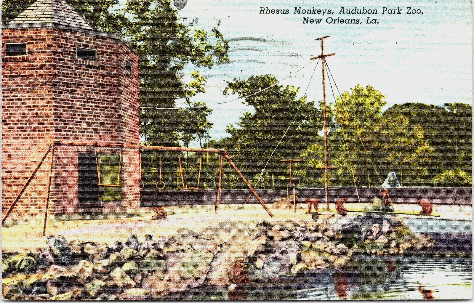 Postcard New Orleans Louisiana Audubon Park Zoo Rhesus Monkeys  Posted 1950