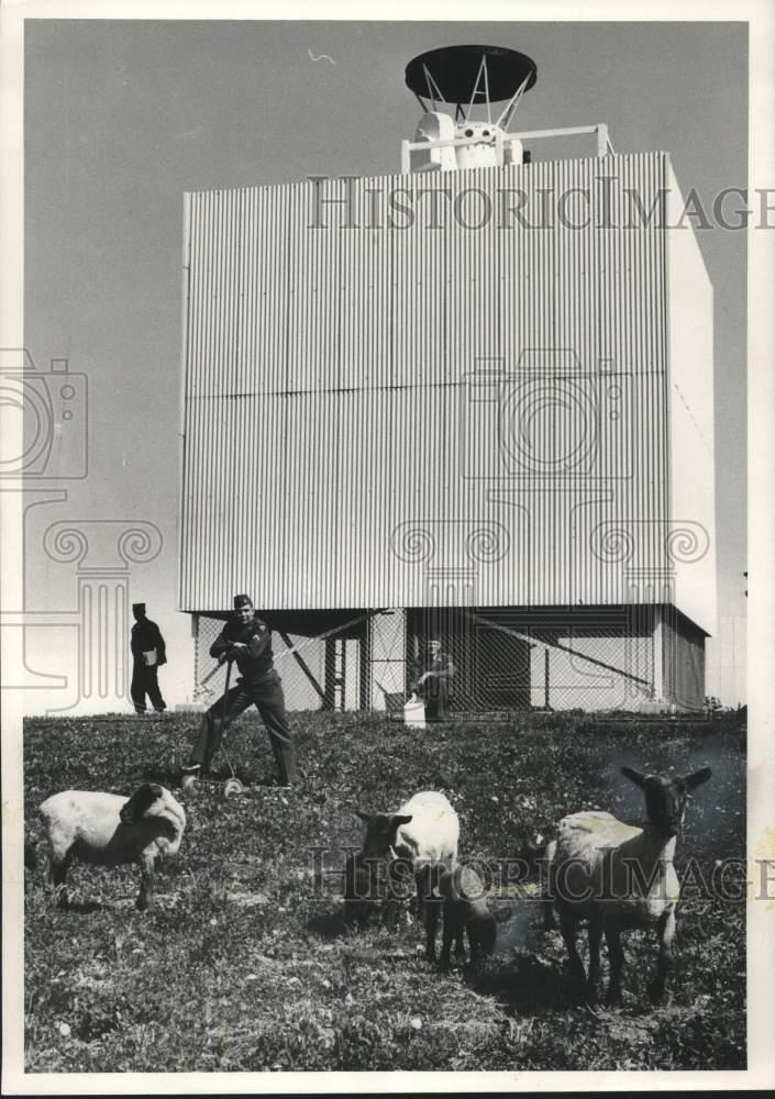 1958 Press Photo Sheep trimming grass at Nike missile site, Milwaukee, Wisconsin