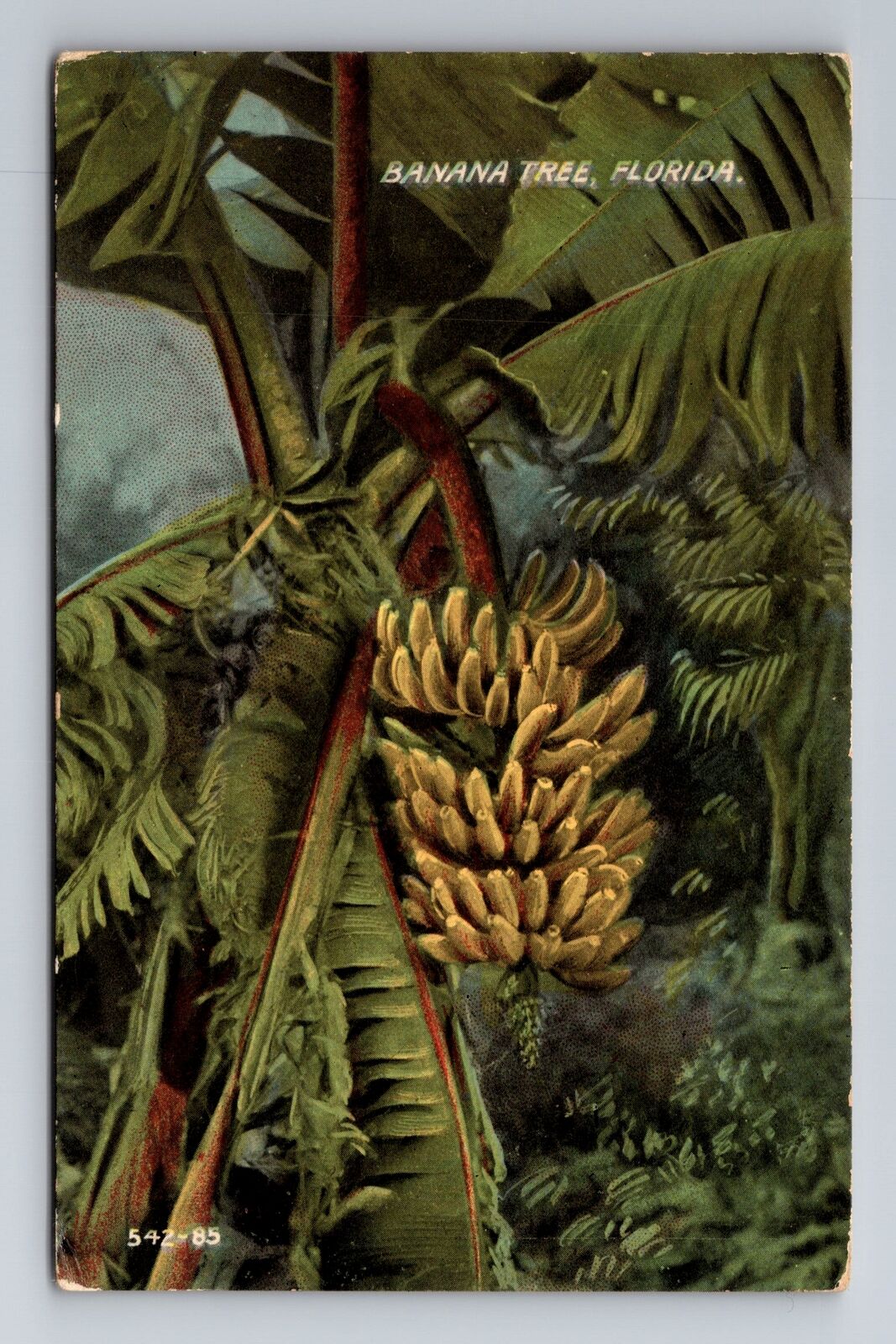 FL-Florida, Banana Tree, Antique, Vintage Souvenir Postcard