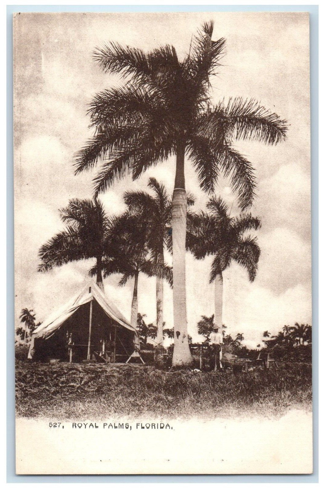 1898 Royal Palms Pine Trees Hut Farm Florida Vintage Antique Unposted Postcard