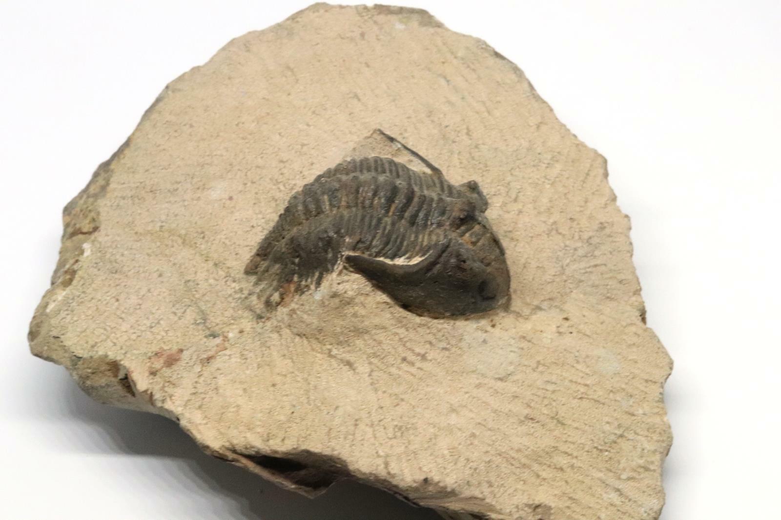 TRILOBITE Metacanthina Fossil Morocco 390 Million Years old #15158 18o