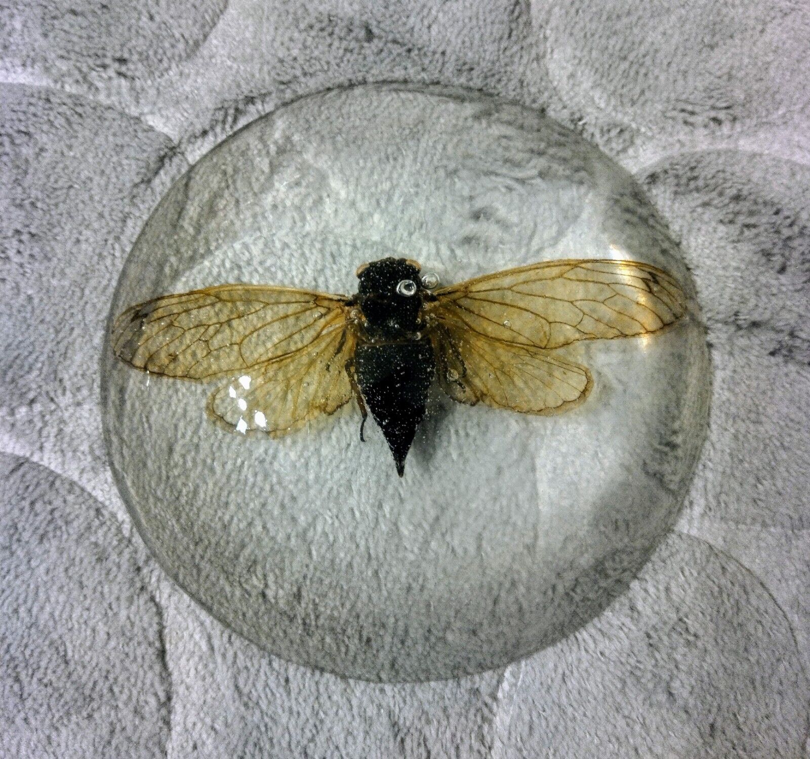 Real Cicada Preserved In Resin Specimen 