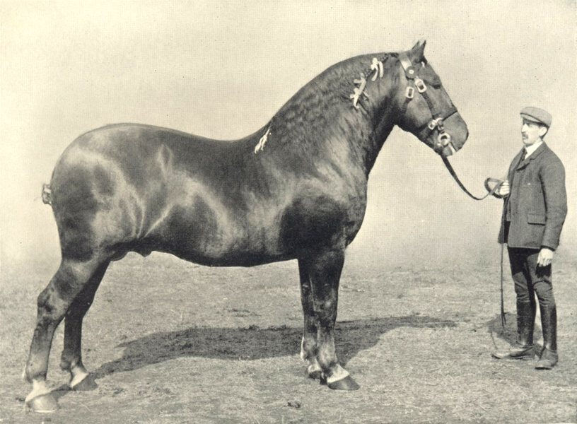 HORSES. Suffolk Stallion-\