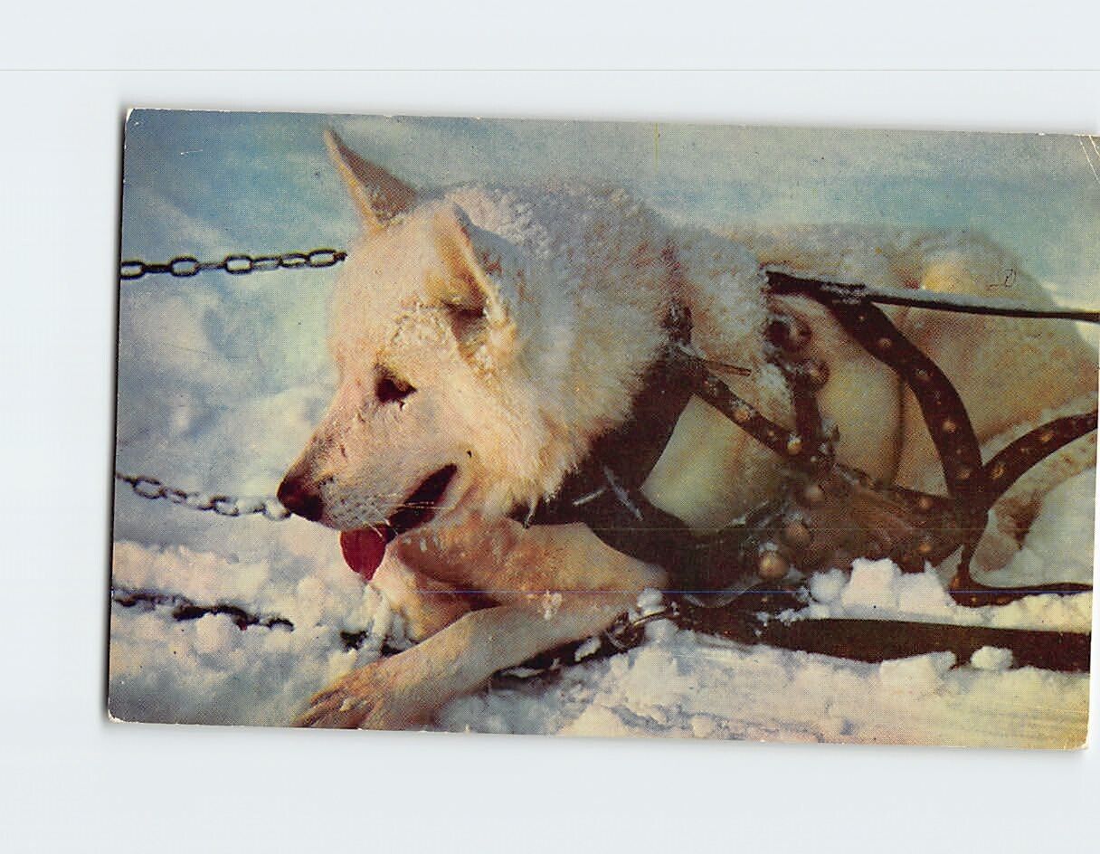 Postcard Alaskan Sled Dog, Alaska