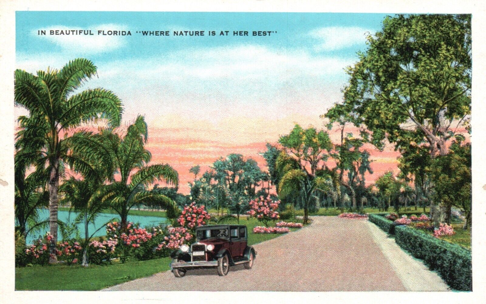 Postcard FL Beautiful Florida Lush Roadway Nature at Her Best Vintage PC J534
