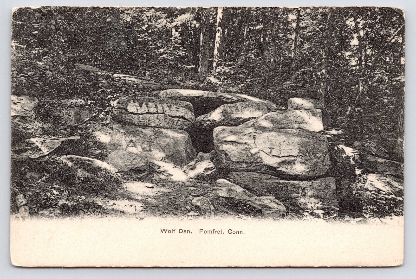 c1905~Last Known Wolf~Den~Israel Putnam~Pomfret Connecticut CT~Antique Postcard