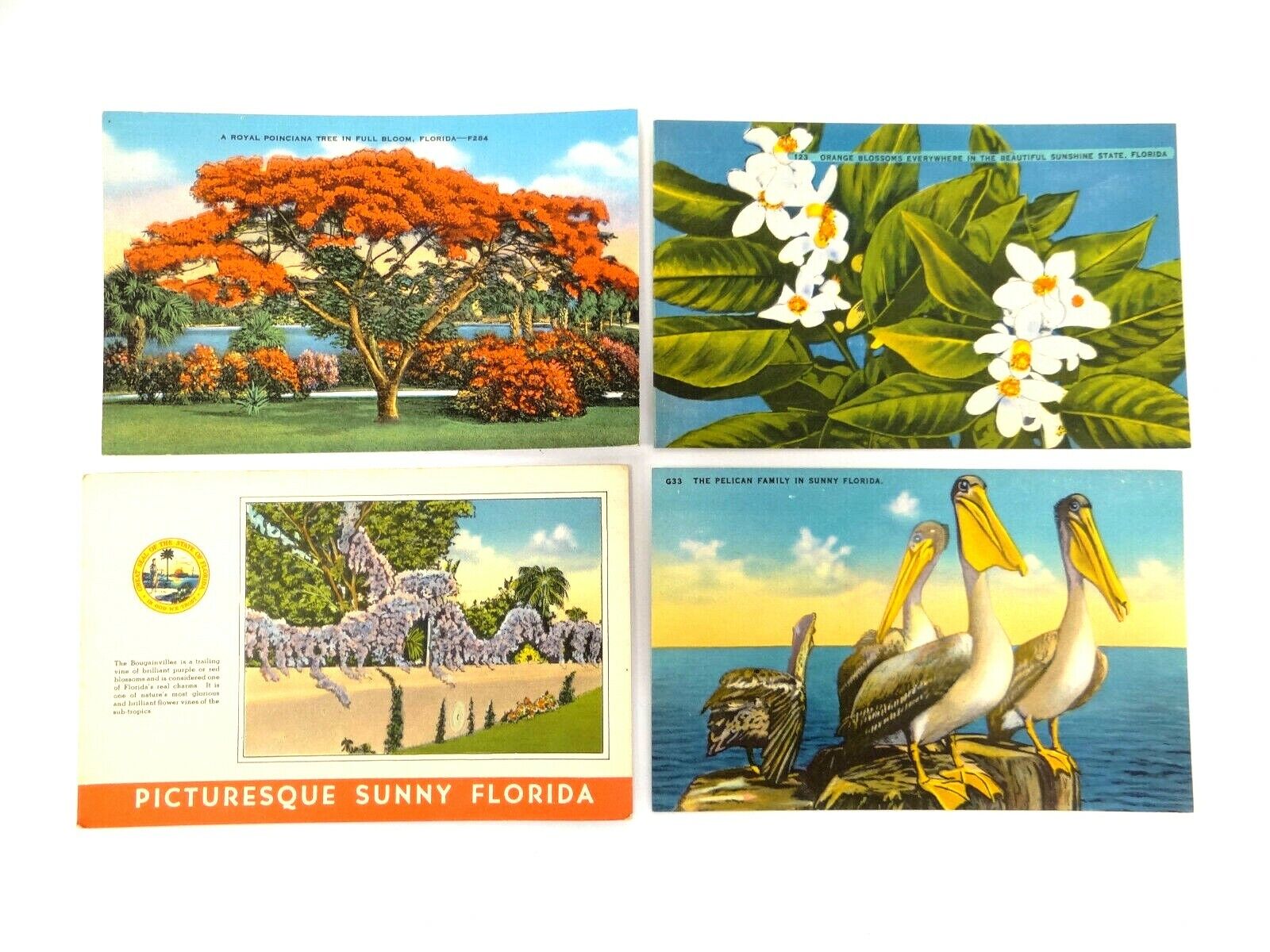 Vintage Unposted Pelican Family in Sunny Florida G33 Royal Poinciana  Postcards