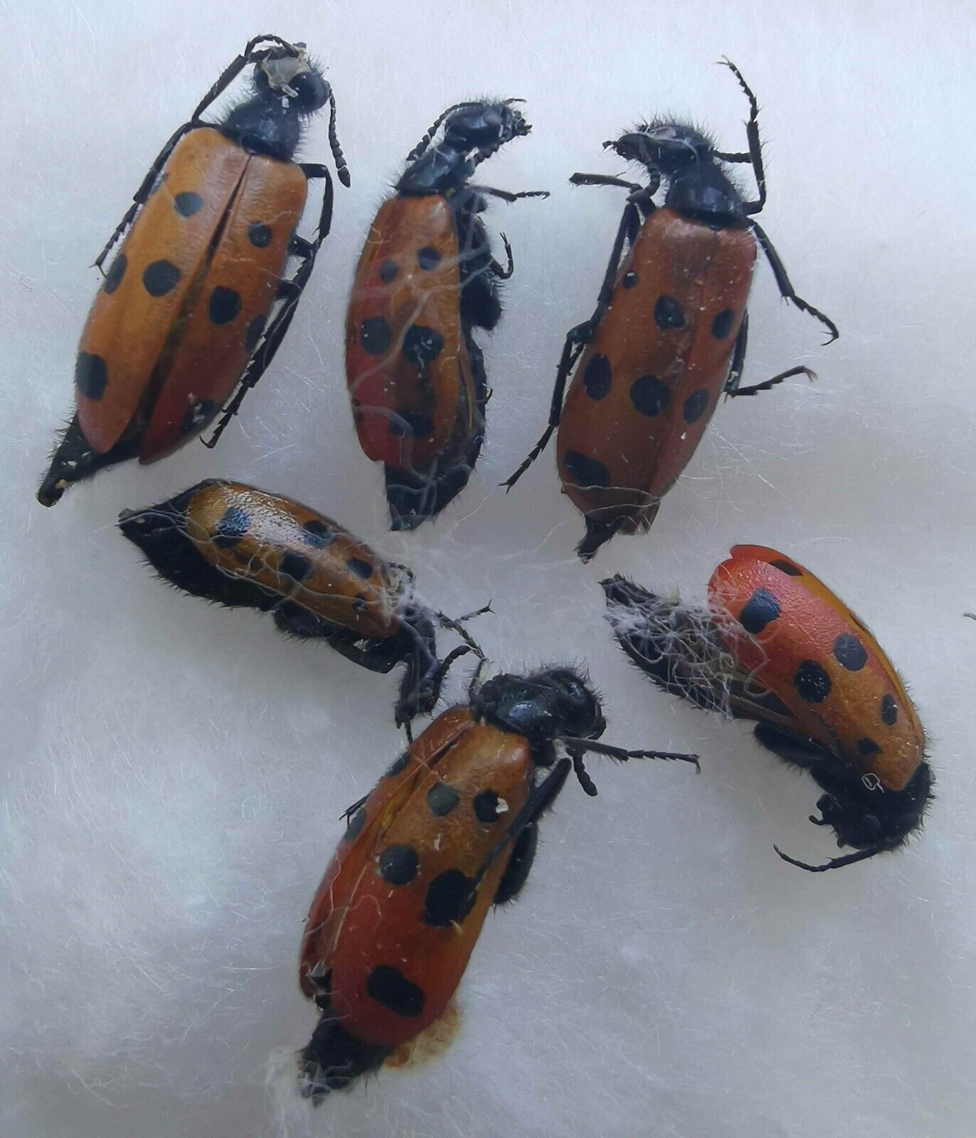 Mylabris fabricii Meloidae 6 pcs blister beetles from Southern Ukraine
