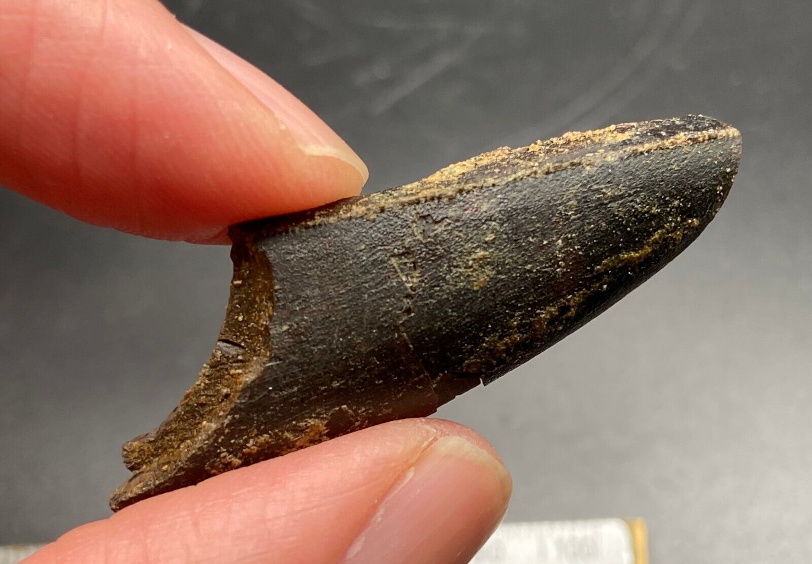 4.3  cm Gorgosaurus tooth fragment with serrations - Judith River fm Montana