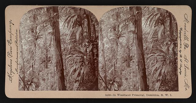 In woodland primeval Dominica B W I Old Photo