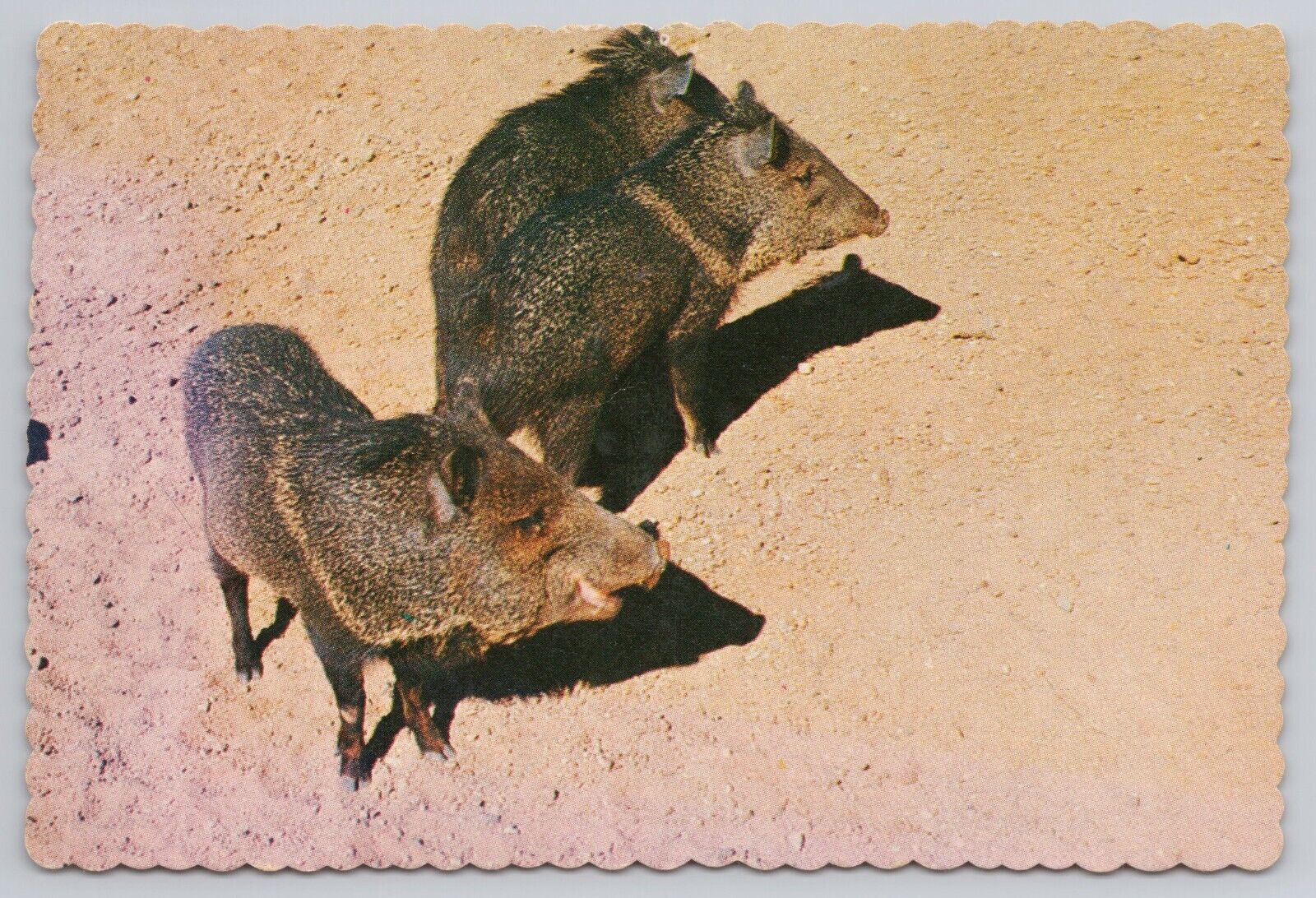 Postcard Group of Javelina (Wild Pig)