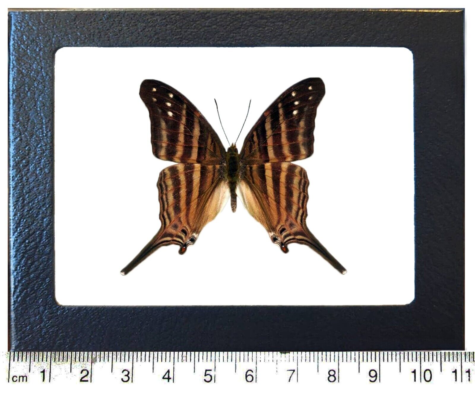 Marpesia chiron tiger striped daggerwing butterfly Peru FRAMED