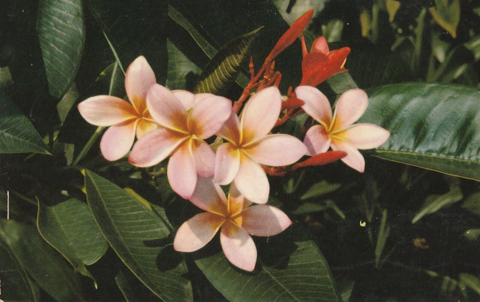 Postcard Hawaii Pink Plumieria Flower Frangiano