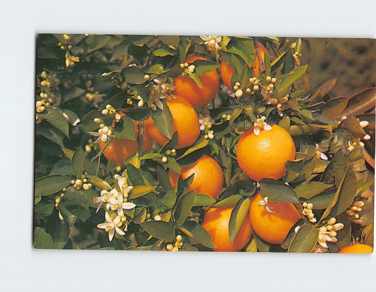 Postcard Branch of an Orange Tree, Blooming and Bearing Fruit