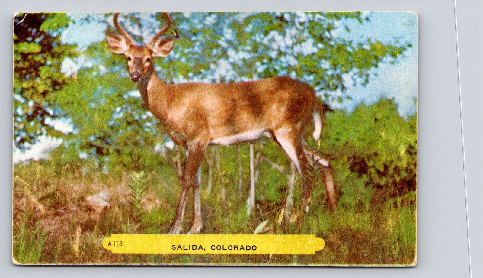 Deer Salida Colorado P406