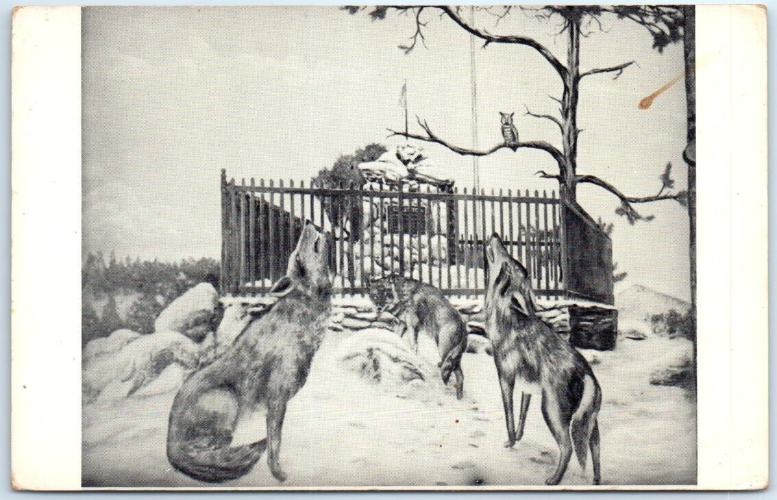 Postcard - Monument Wolfs Owl Snow Scenery