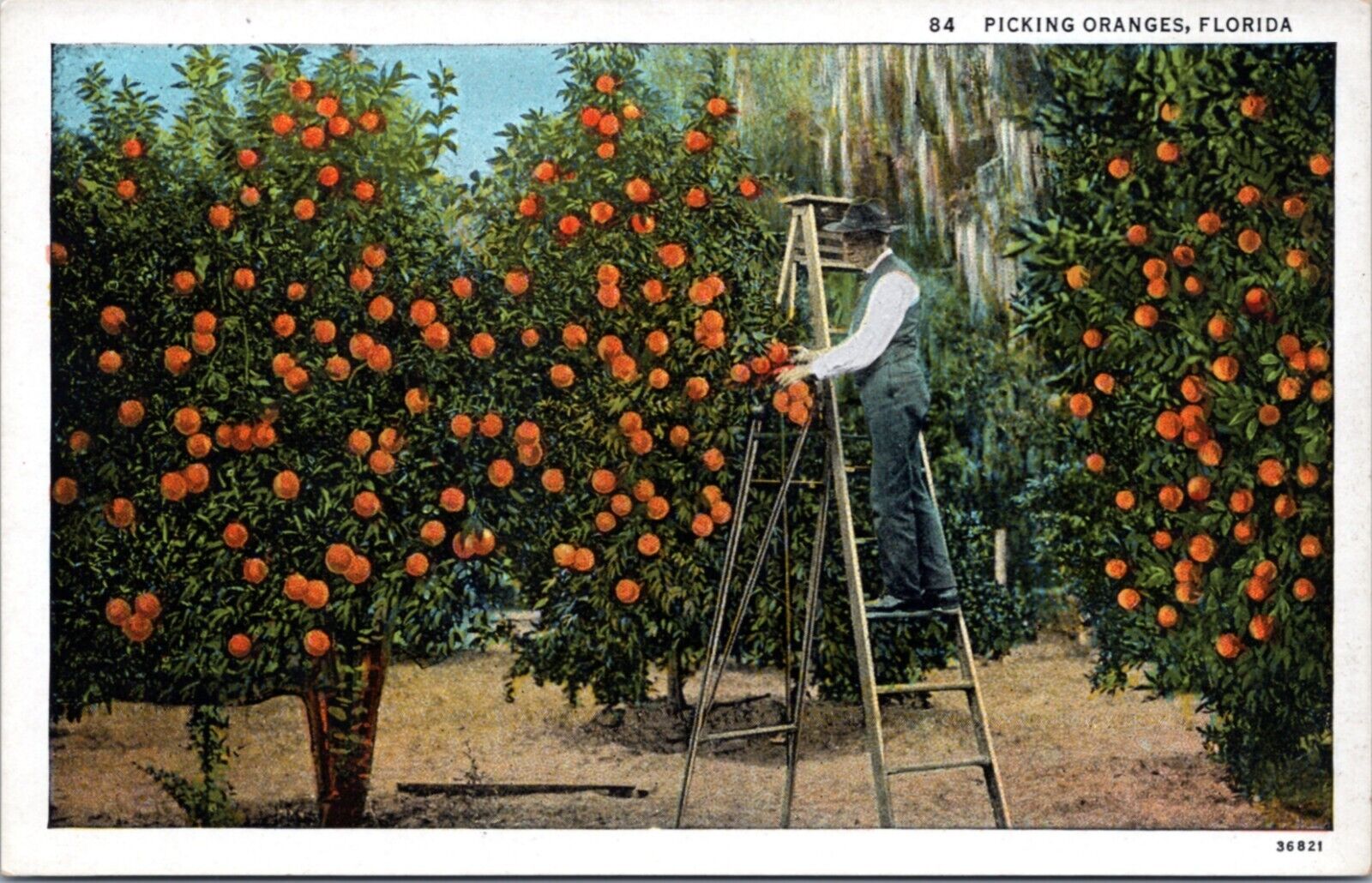 Postcard FL - Picking Oranges in Florida