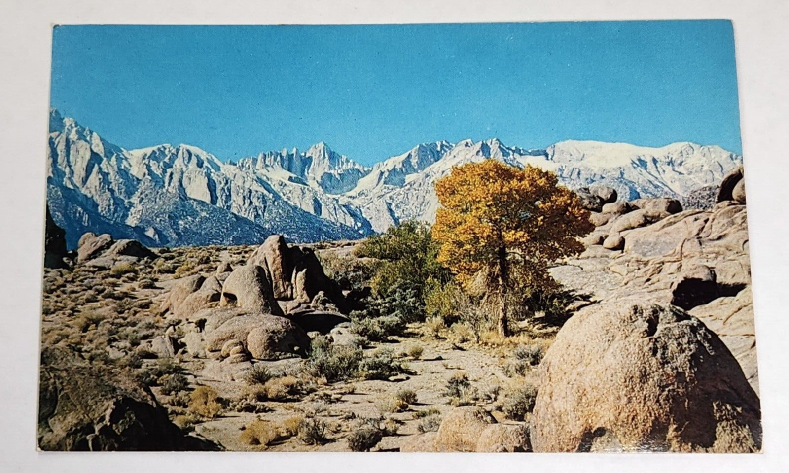Postcard Mt Whitney Golden Tree Sierra Nevada Mountains Lone Pine California