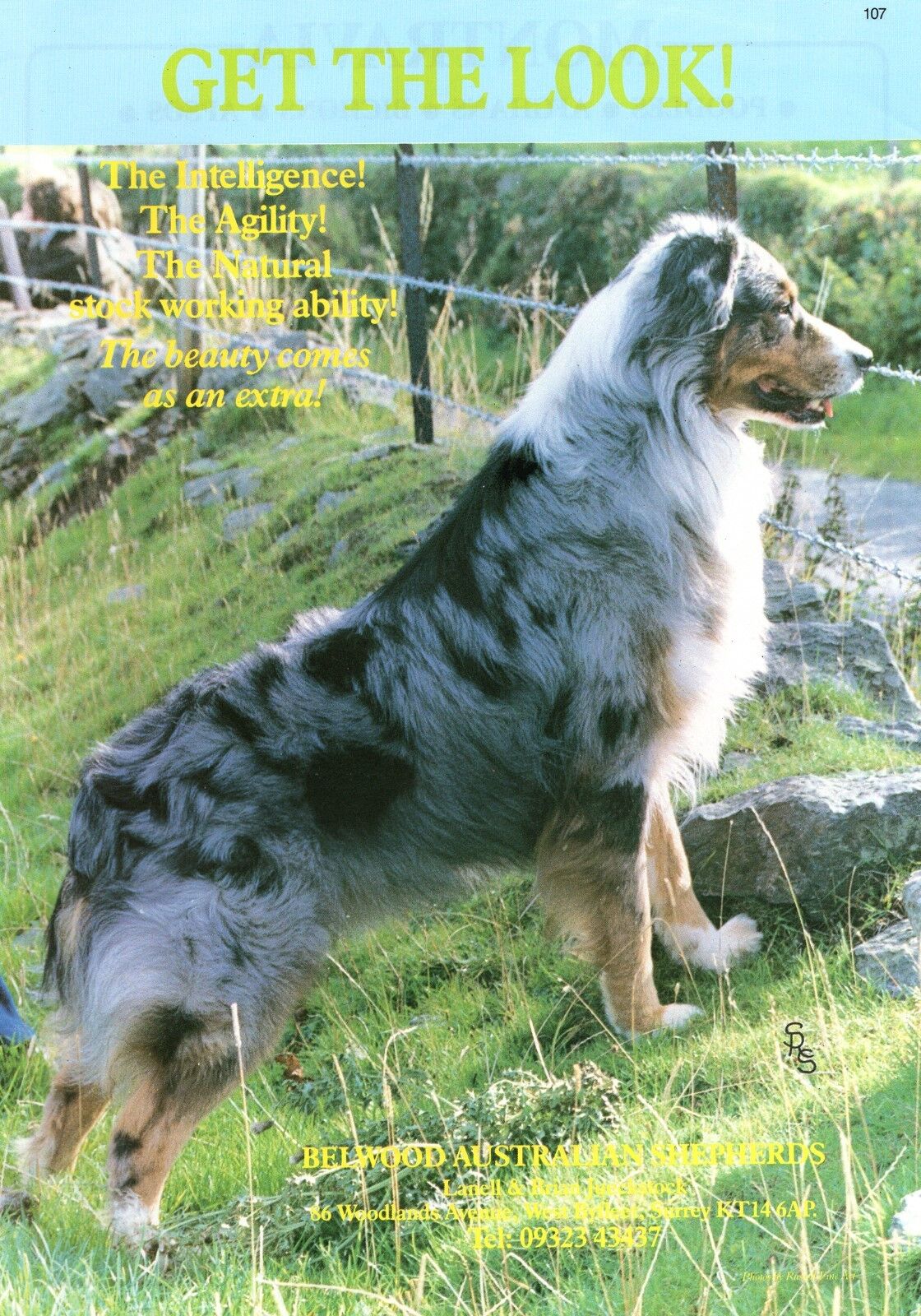 AUSTRALIAN SHEPHERD BELWOOD OUR DOGS OLD 1987 DOG BREED KENNEL ADVERT PRINT PAGE