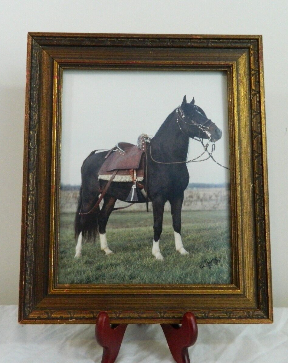 VTG Rare Saddled Horse Pasture Framed Photograph Picture Signed Ric Young C 1993