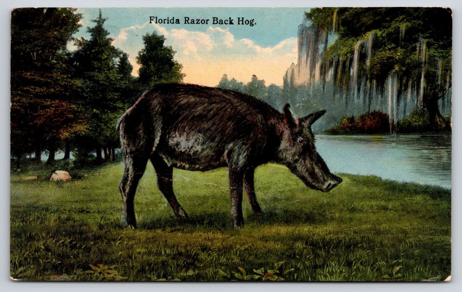 Florida Razor Back Hog 1917 Postcard Forest Wetland Scene