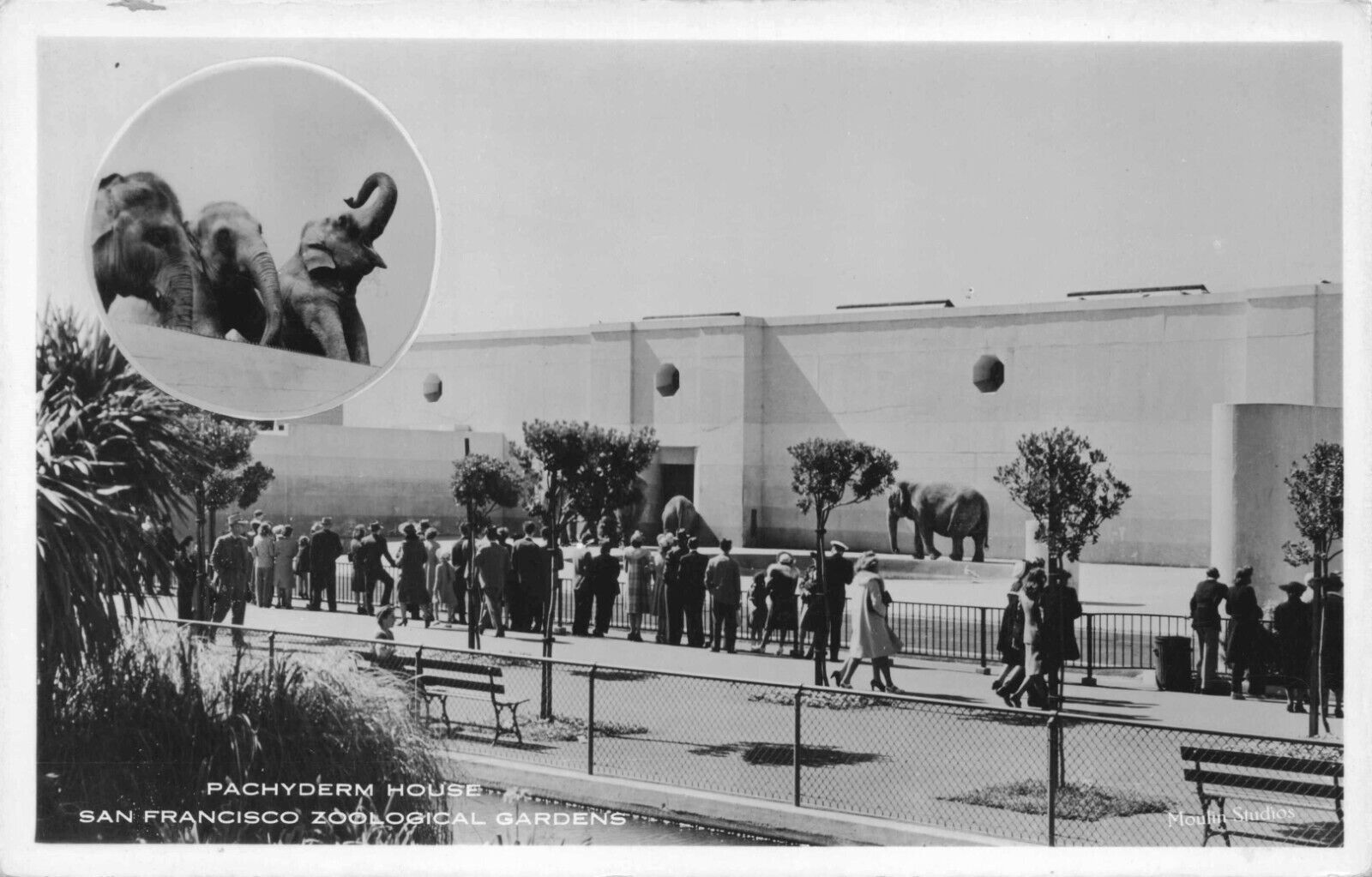 RPPC Elephant House San Francisco Zoo California Moulin Studios Photo Postcard