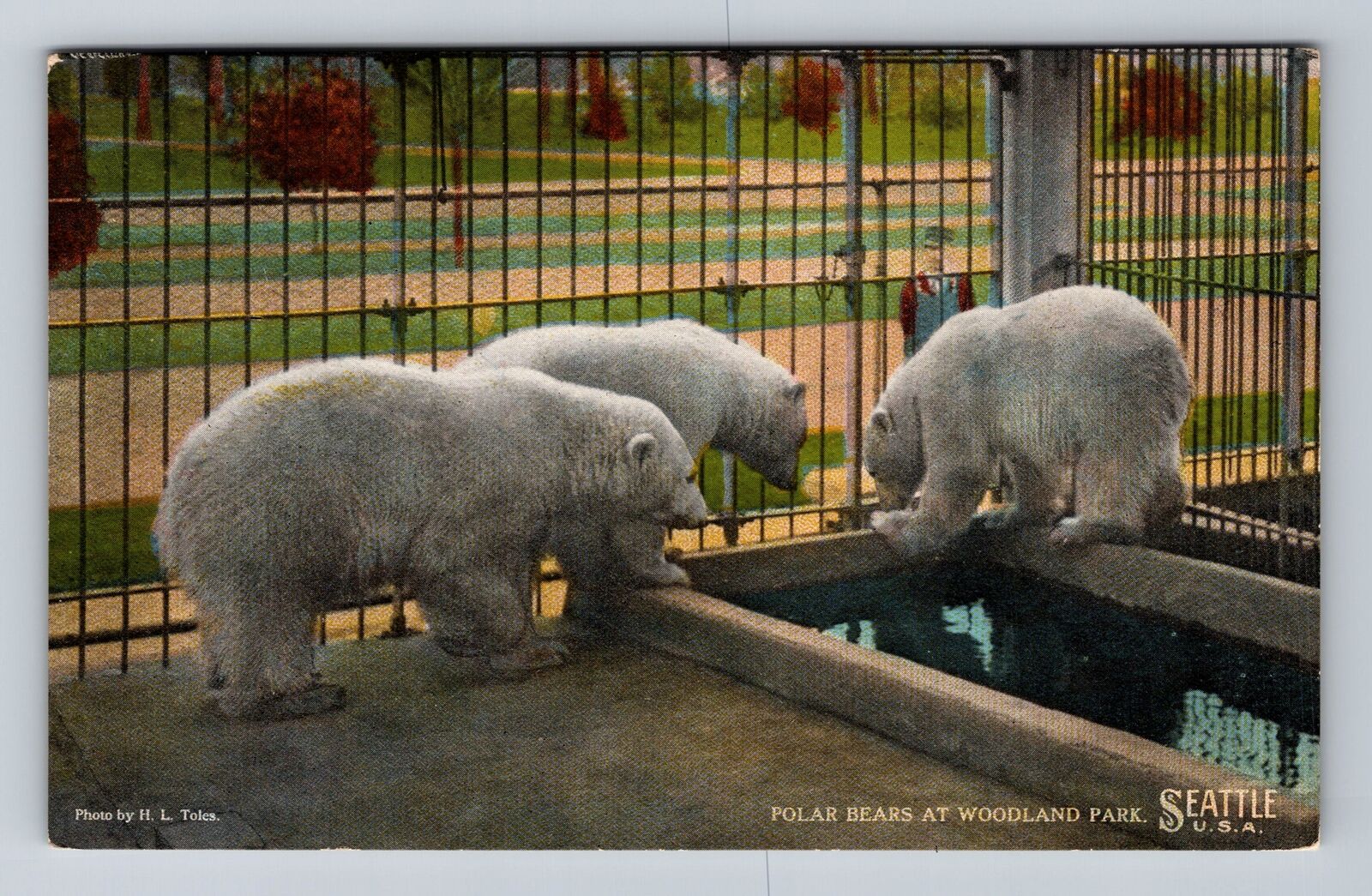 Seattle WA-Washington, Polar Bears at Woodland Park, Antique Vintage Postcard