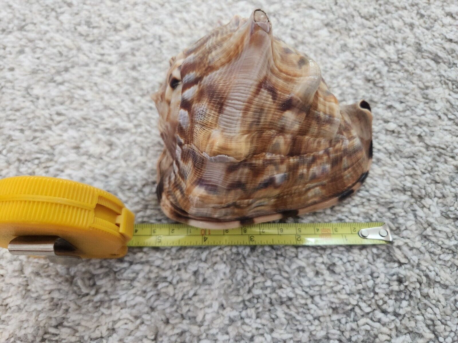 Horned Helmet Tiger Striped Queen Conch Shell