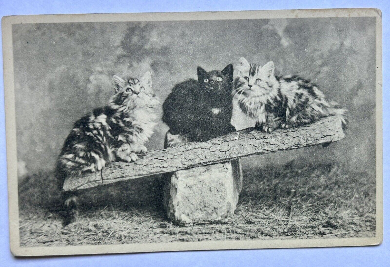 Kittens On Log 1908 Vintage Cat Postcard