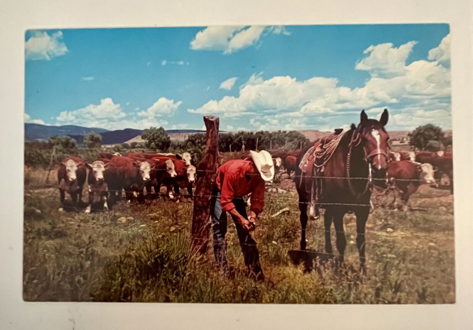 Postcard VINTAGE c1960/1970 Cowboy Fixing Fence Whiteface Cattle Graze Horse 
