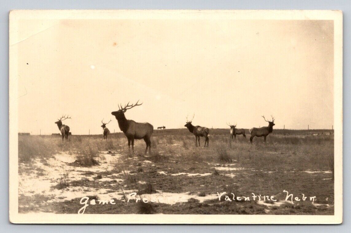 RPPC Elk Game Preserve Real Photo Valentine Nebraska P96A