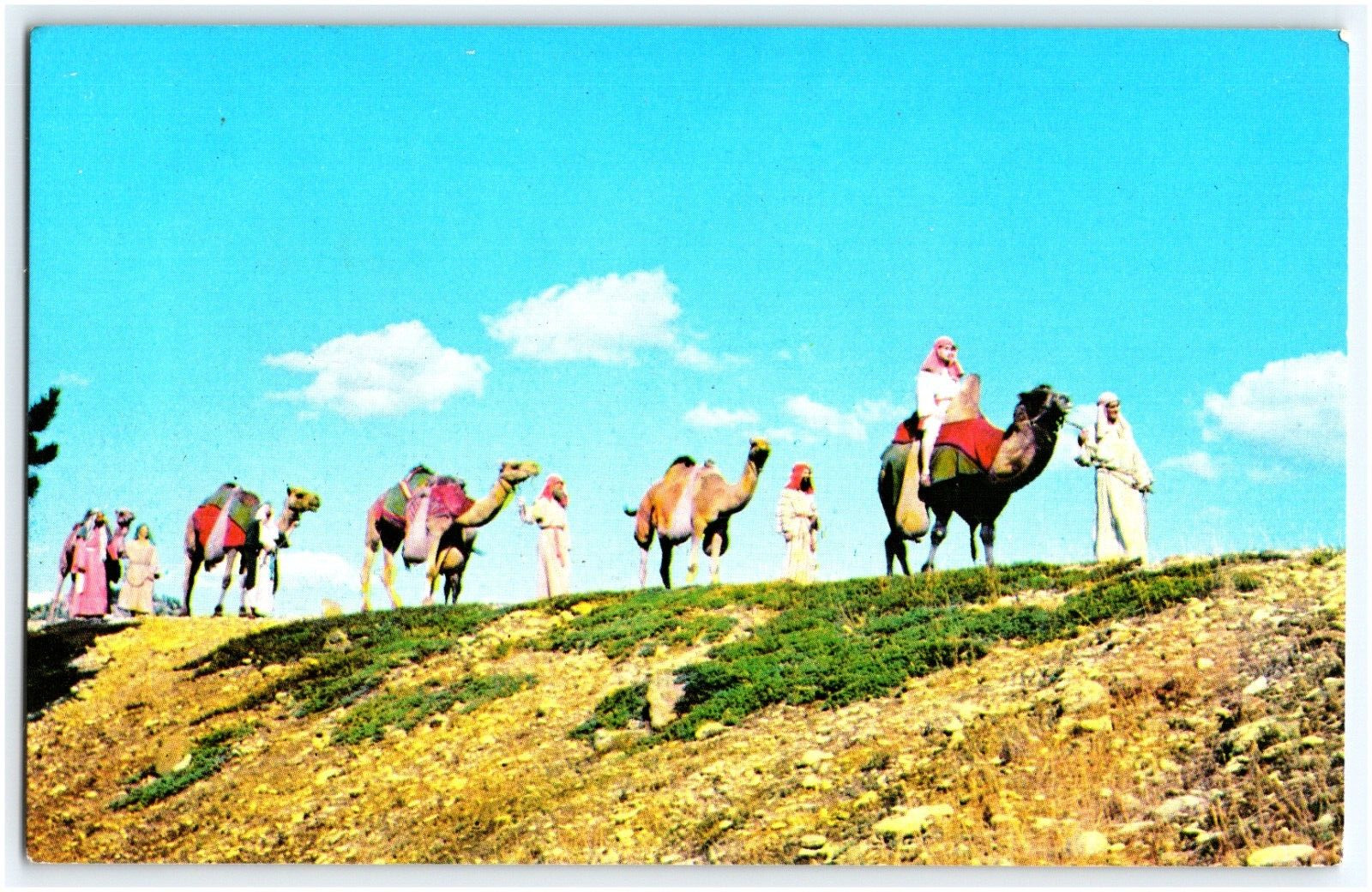 Postcard Camel Caravan Black Hills Passion Play - Spearfish, South Dakota