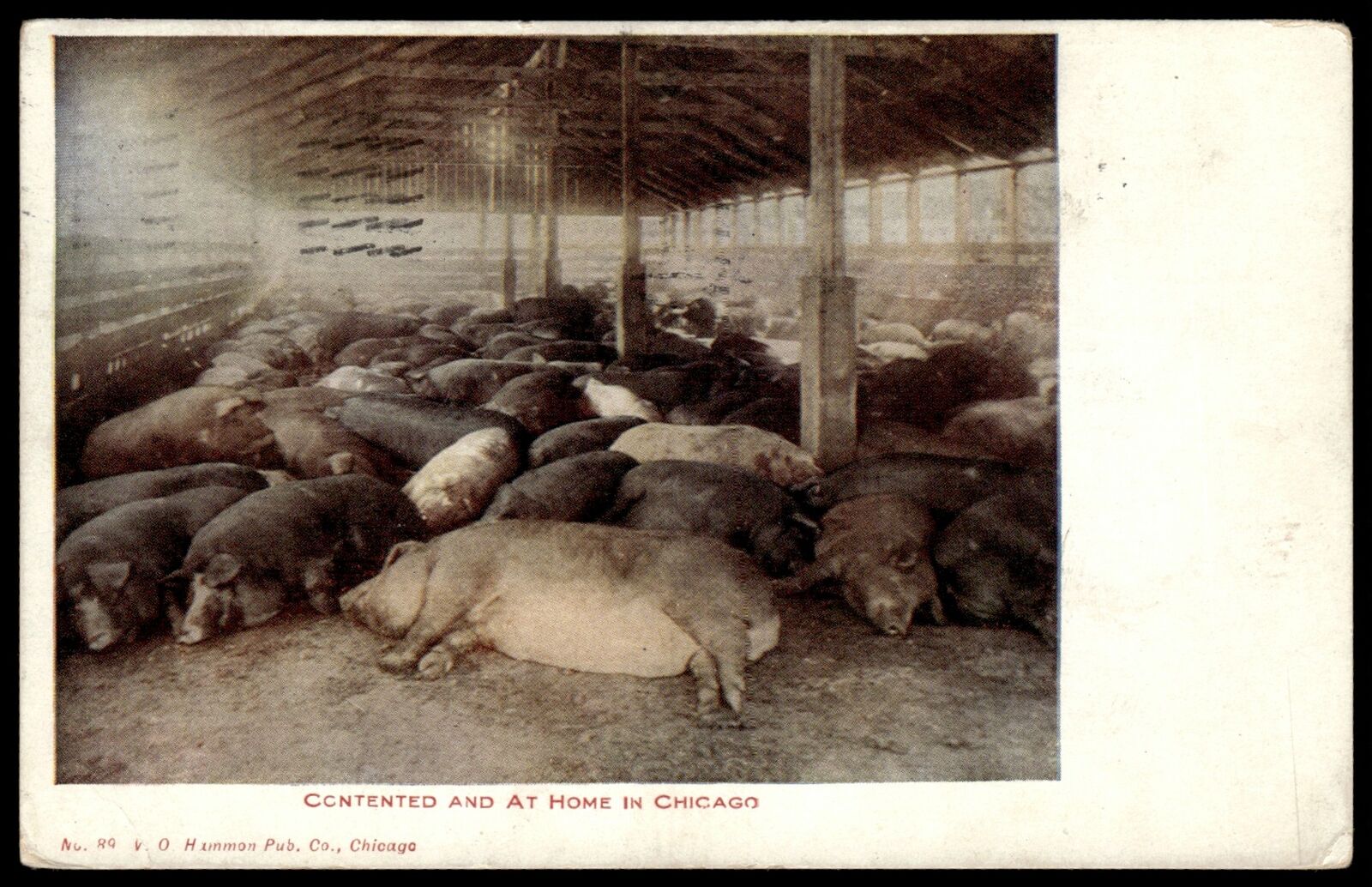 1908 Postcard 1908 Pigs, Contented and At home In Chicago Photo Postcard #1