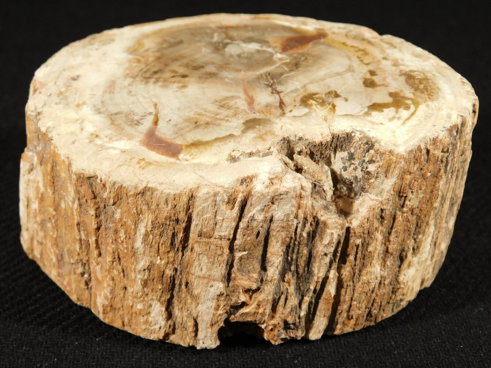 Perfect BARK 225 Million Year Old Polished Petrified Wood Fossil 461gr