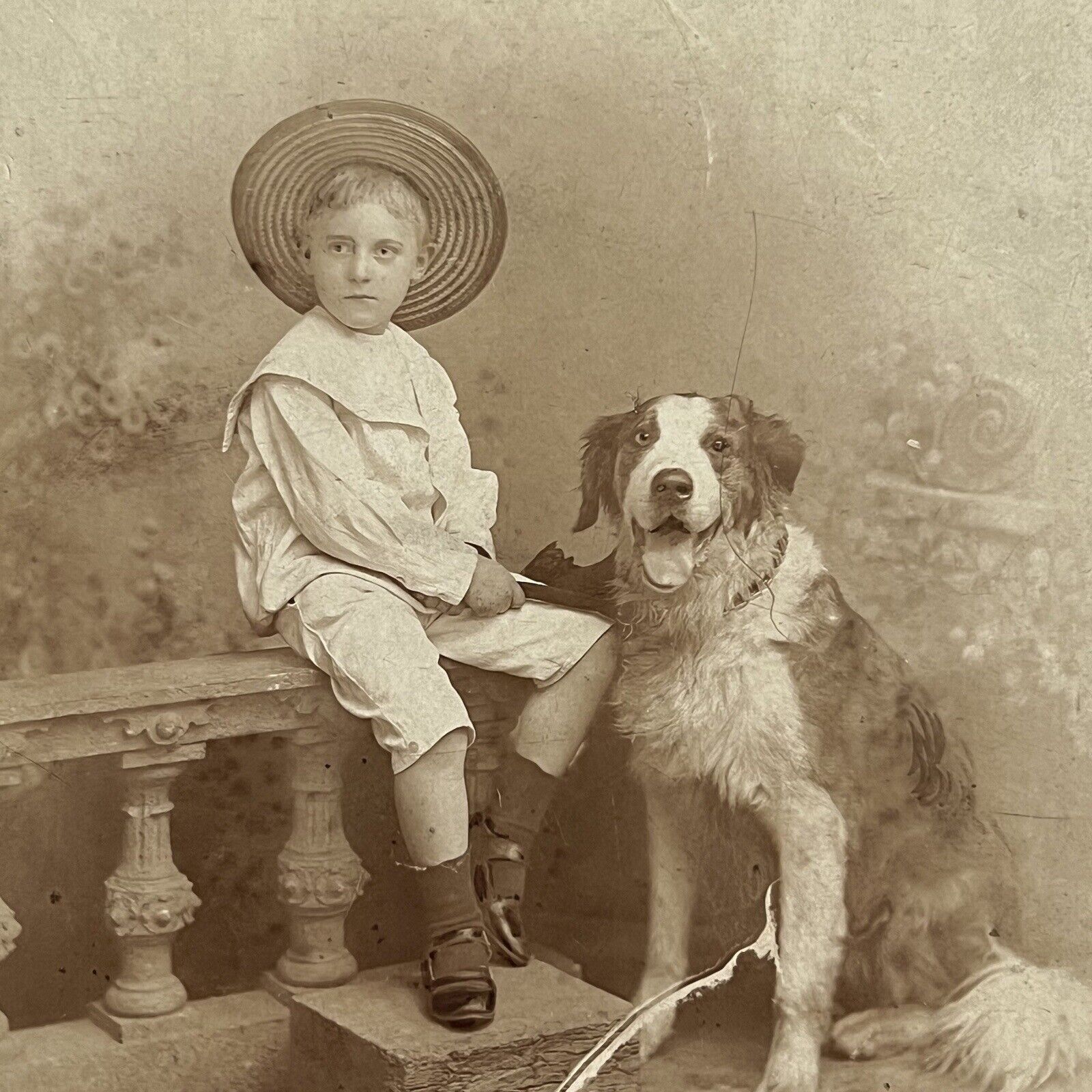 Antique Cabinet Card Photograph Adorable Boy St Bernard Big Dog Dresden Germany