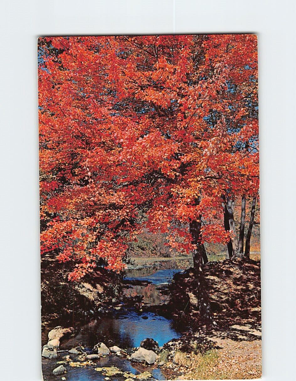 Postcard Fall Scene Flaming Tree of Red Vermont USA North America
