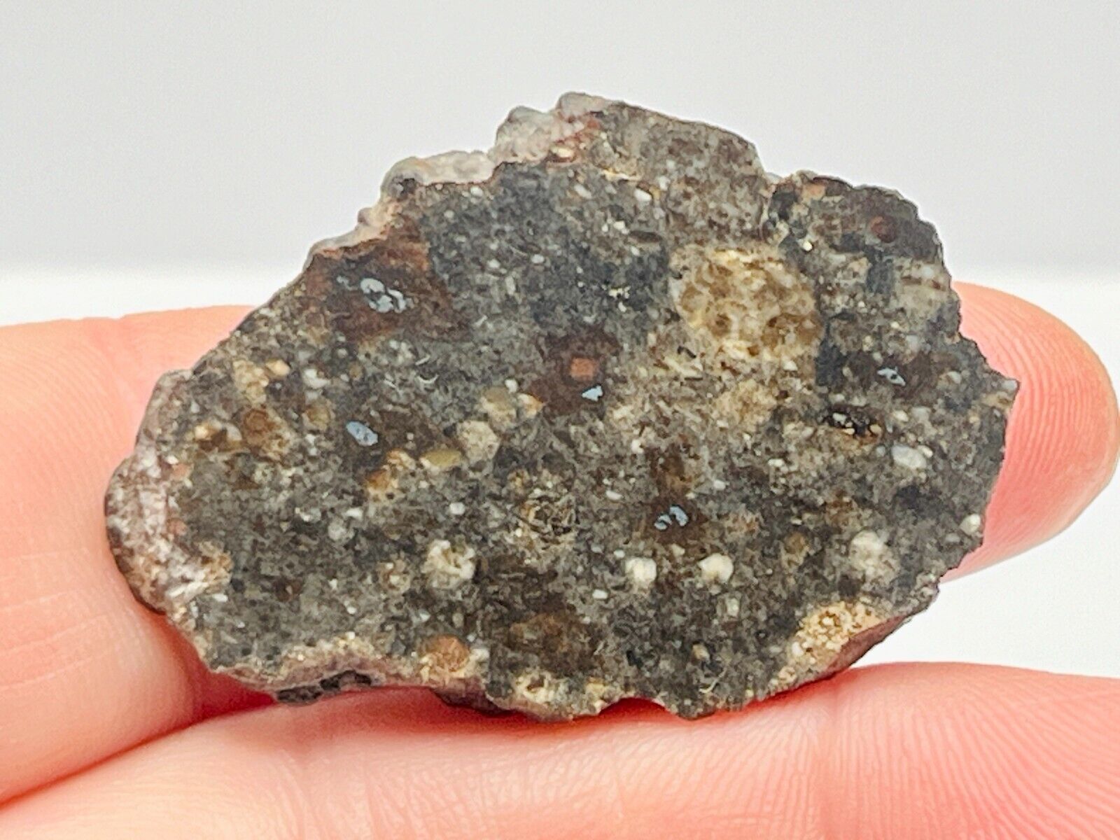 NWA 8036 (12.786g) Meteorite End Cut, Eucrite-pmict, IMCA #s 6236 & 7294 Sellers