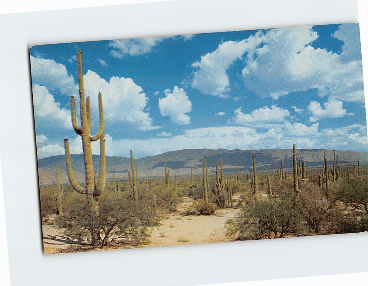 Postcard Roadway Through The Saguaros, Southern Arizona