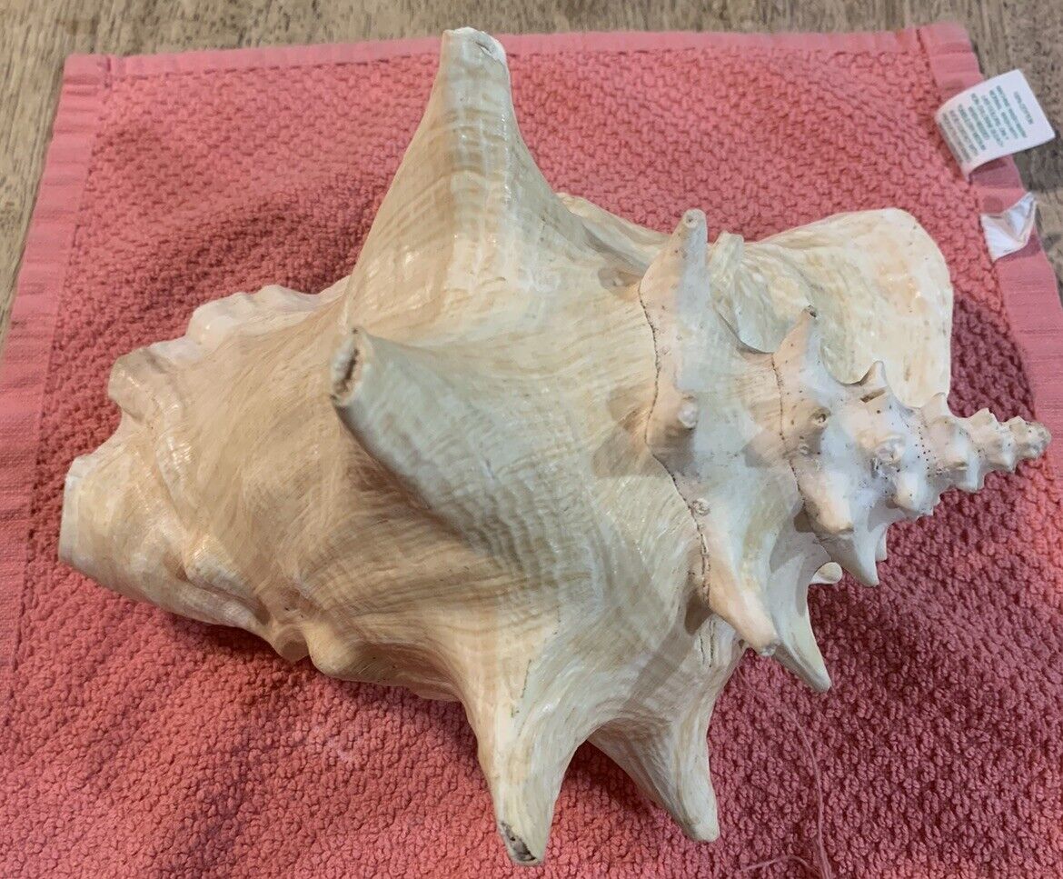 Large Conch Seashell Spiral Pink White Ocean Seashell Beach Nautical Great Color