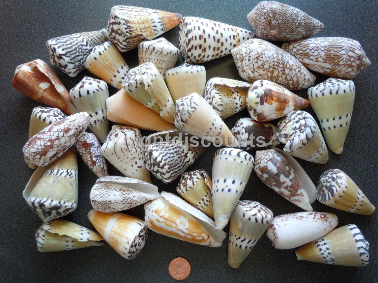 Sea Shells Conus (Approx 18) Nautical Seashell Beach Decoration - Bulk Wholesale