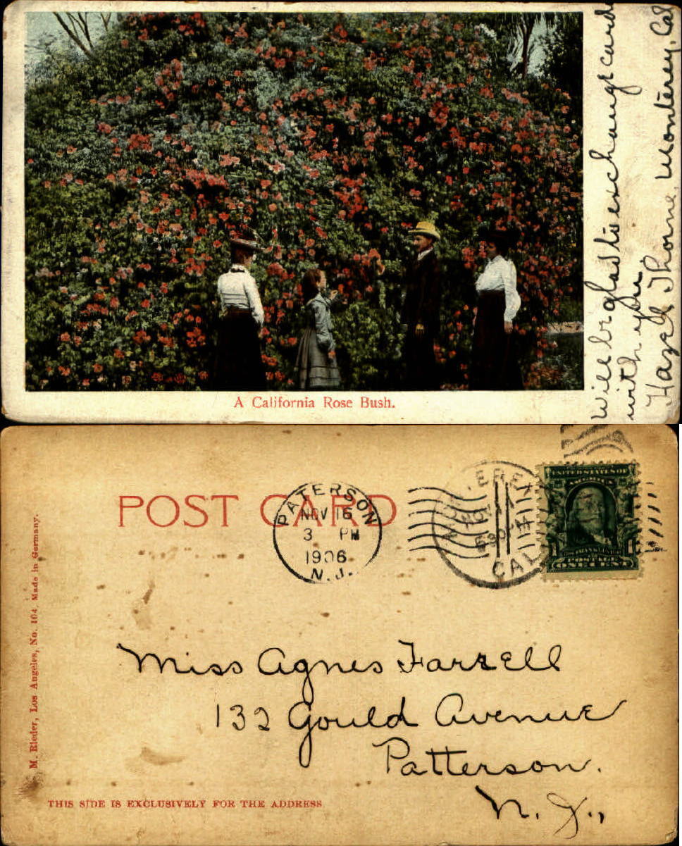 Huge California red rose bush vintage clothing UDB mailed 1906 old postcard