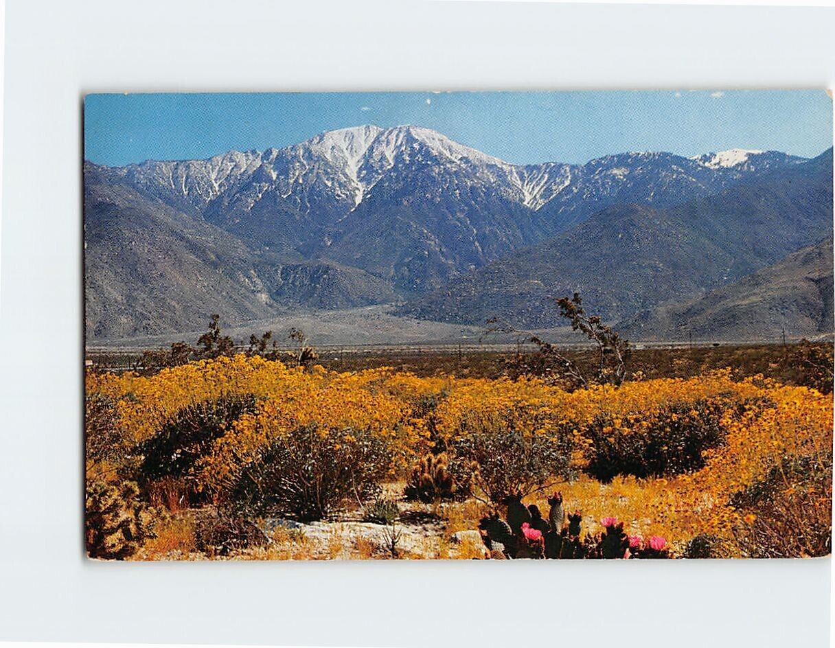 Postcard Desert Wild Flowers Picturesque Panorama