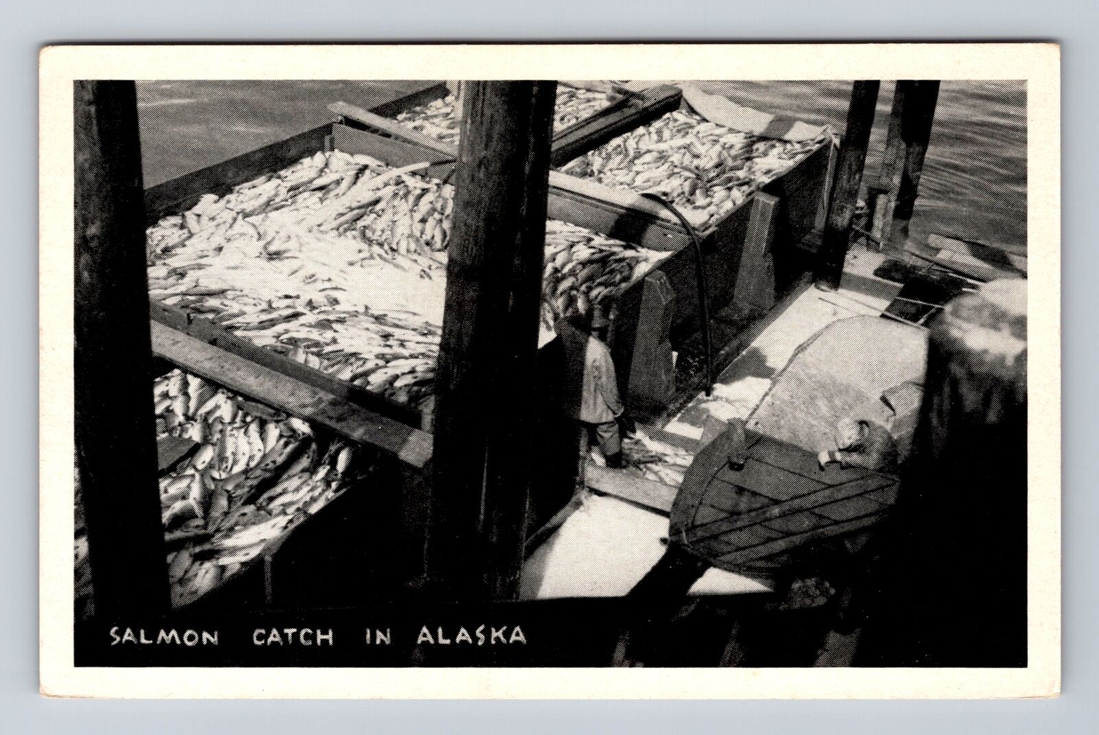 AK-Alaska, Salmon Catch, Antique, Vintage Postcard